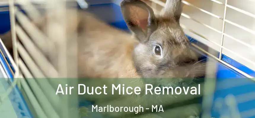 Air Duct Mice Removal Marlborough - MA